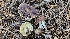  (Russula sp. pseudodecolorans - HAY-F-002238)  @11 [ ] by-nc (2023) Thea Chesney Fungal Diversity Survey