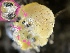  ( - HAY-F-004329)  @11 [ ] by-nc (2023) Jaren Hockert Fungal Diversity Survey