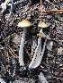  ( - HAY-F-004778)  @11 [ ] by-nc (2023) Dean Lyons Fungal Diversity Survey
