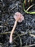  (Laccaria sp. pumila-CA01 - HAY-F-004814)  @11 [ ] by-nc (2023) Dean Lyons Fungal Diversity Survey