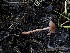  ( - HAY-F-004814)  @11 [ ] by-nc (2023) Dean Lyons Fungal Diversity Survey