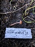  ( - HAY-F-004814)  @11 [ ] by-nc (2023) Dean Lyons Fungal Diversity Survey