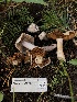  ( - HAY-F-004806)  @11 [ ] by-nc (2023) Dean Lyons Fungal Diversity Survey
