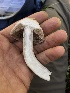  ( - HAY-F-004806)  @11 [ ] by-nc (2023) Dean Lyons Fungal Diversity Survey