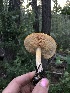 ( - HAY-F-004802)  @11 [ ] by-nc (2023) Dean Lyons Fungal Diversity Survey