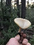  ( - HAY-F-004802)  @11 [ ] by-nc (2023) Dean Lyons Fungal Diversity Survey