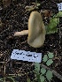  ( - HAY-F-004802)  @11 [ ] by-nc (2023) Dean Lyons Fungal Diversity Survey