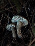  ( - HAY-F-005649)  @11 [ ] c (2023) Rudy Diaz Fungal Diversity Survey
