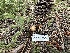  ( - HAY-F-005649)  @11 [ ] c (2023) Rudy Diaz Fungal Diversity Survey