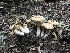  ( - HAY-F-005657)  @11 [ ] c (2023) Rudy Diaz Fungal Diversity Survey