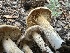  ( - HAY-F-005657)  @11 [ ] c (2023) Rudy Diaz Fungal Diversity Survey