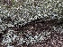  ( - HAY-F-005657)  @11 [ ] c (2023) Rudy Diaz Fungal Diversity Survey