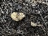 ( - LA-F-000115)  @11 [ ] c (2023) Rudy Diaz Fungal Diversity Survey