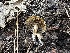  ( - LA-F-000115)  @11 [ ] c (2023) Rudy Diaz Fungal Diversity Survey