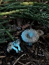  ( - HAY-F-004798)  @11 [ ] by-nc (2023) Dean Lyons Fungal Diversity Survey