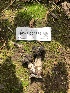  ( - HAY-F-004776)  @11 [ ] by-nc (2023) Dean Lyons Fungal Diversity Survey