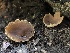  ( - HAY-F-004787)  @11 [ ] by-nc (2023) Dean Lyons Fungal Diversity Survey