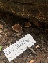  ( - HAY-F-004787)  @11 [ ] by-nc (2023) Dean Lyons Fungal Diversity Survey