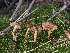  ( - HAY-F-006973)  @11 [ ] by-nc (2023) Dean Lyons Fungal Diversity Survey