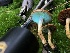  ( - HAY-F-006973)  @11 [ ] by-nc (2023) Dean Lyons Fungal Diversity Survey