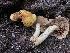  ( - HAY-F-007169)  @11 [ ] by-nc (2023) Dean Lyons Fungal Diversity Survey