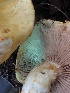  ( - HAY-F-007169)  @11 [ ] by-nc (2023) Dean Lyons Fungal Diversity Survey