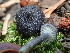  (Entoloma foliocontusum - HAY-F-004792)  @11 [ ] by-nc (2023) Dean Lyons Fungal Diversity Survey