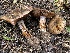  (Calonarius sp. CA05 - HAY-F-006471)  @11 [ ] by-nc (2023) Damon Tighe Fungal Diversity Survey