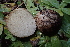  ( - HAY-F-006465)  @11 [ ] by-nc (2023) Damon Tighe Fungal Diversity Survey