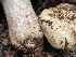  ( - HAY-F-006481)  @11 [ ] by-nc (2023) Damon Tighe Fungal Diversity Survey