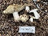  ( - HAY-F-006481)  @11 [ ] by-nc (2023) Damon Tighe Fungal Diversity Survey