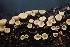  (Hymenoscyphus sp. CA06 - HAY-F-006477)  @11 [ ] by-nc (2023) Damon Tighe Fungal Diversity Survey