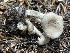  ( - HAY-F-006496)  @11 [ ] by-nc (2023) Damon Tighe Fungal Diversity Survey