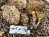  ( - HAY-F-006516)  @11 [ ] by-nc (2023) Damon Tighe Fungal Diversity Survey
