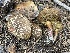  ( - HAY-F-006516)  @11 [ ] by-nc (2023) Damon Tighe Fungal Diversity Survey
