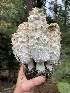  (Coprinus sp. comatus-IN01 - HAY-F-006567)  @11 [ ] by-nc (2023) Damon Tighe Fungal Diversity Survey
