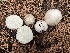  ( - HAY-F-006526)  @11 [ ] by-nc (2023) Damon Tighe Fungal Diversity Survey