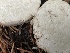  ( - HAY-F-006526)  @11 [ ] by-nc (2023) Damon Tighe Fungal Diversity Survey