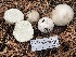  ( - HAY-F-006526)  @11 [ ] by-nc (2023) Damon Tighe Fungal Diversity Survey