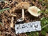  ( - HAY-F-006527)  @11 [ ] by-nc (2023) Damon Tighe Fungal Diversity Survey