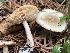  ( - HAY-F-006527)  @11 [ ] by-nc (2023) Damon Tighe Fungal Diversity Survey