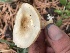 ( - HAY-F-006527)  @11 [ ] by-nc (2023) Damon Tighe Fungal Diversity Survey