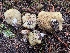  ( - HAY-F-006529)  @11 [ ] by-nc (2023) Damon Tighe Fungal Diversity Survey