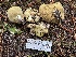  ( - HAY-F-006529)  @11 [ ] by-nc (2023) Damon Tighe Fungal Diversity Survey