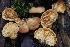  ( - HAY-F-004736)  @11 [ ] by-nc (2023) Taye Bright Fungal Diversity Survey