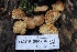  ( - HAY-F-004736)  @11 [ ] by-nc (2023) Taye Bright Fungal Diversity Survey