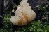  ( - HAY-F-004736)  @11 [ ] by-nc (2023) Taye Bright Fungal Diversity Survey