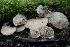  ( - HAY-F-004735)  @11 [ ] by-nc (2023) Taye Bright Fungal Diversity Survey