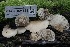  ( - HAY-F-004735)  @11 [ ] by-nc (2023) Taye Bright Fungal Diversity Survey