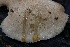  ( - HAY-F-004735)  @11 [ ] by-nc (2023) Taye Bright Fungal Diversity Survey